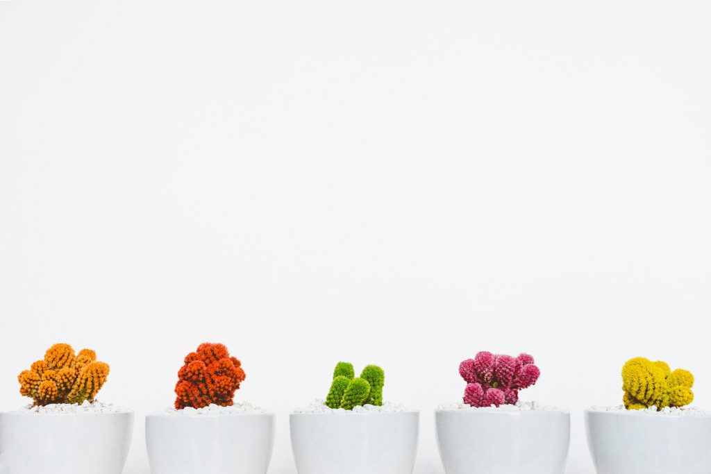 Pot de fleur avec des cactus orange rouge vert violet jaune